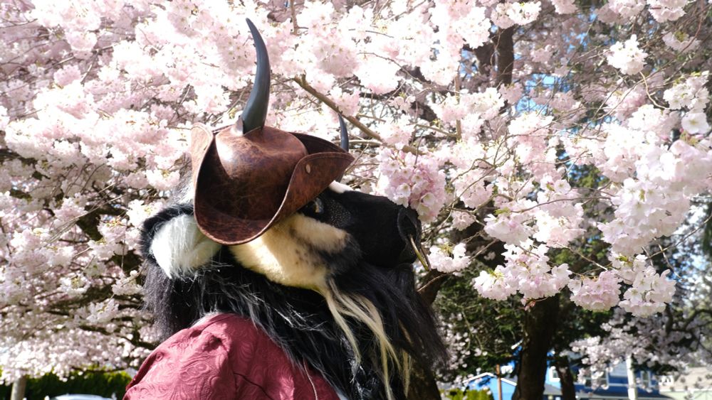 Bull fursuit wearing a pirate hat and jacket sniffing a tree full of pink cherry blossoms.