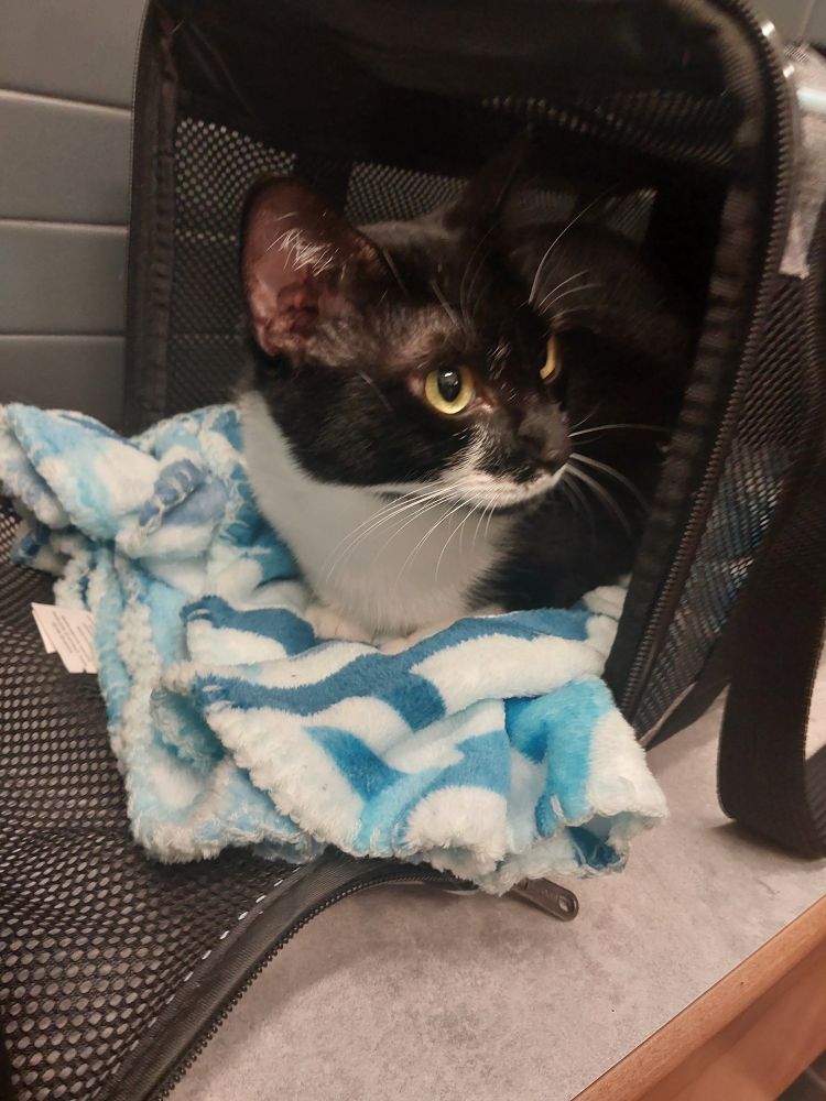 A tuxedo cat is sitting in a carrier on a soft blankie with sharks on it. She is in a bench at a veterinary office.