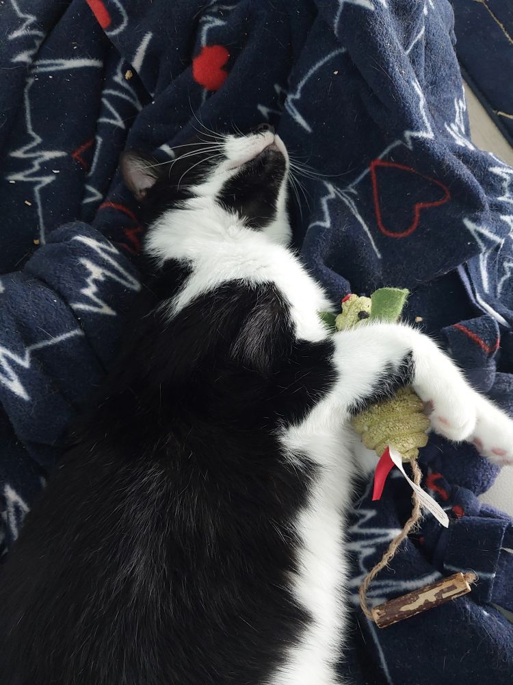 A tuxedo cat with a black goatee is sleeping next to a green mouse toy, between her front paws. 