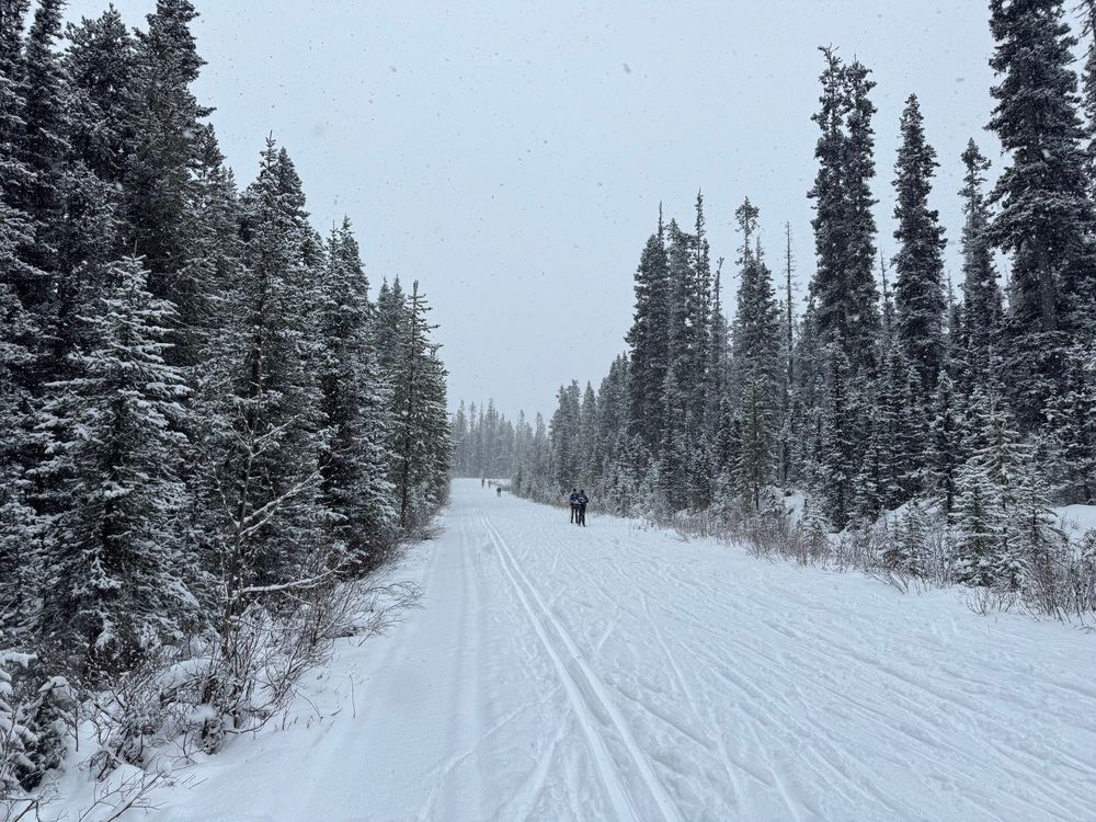 A wide cross country lane with classic XC tracks, under a cloudy sky with snow covered evergreens surrounding it. 