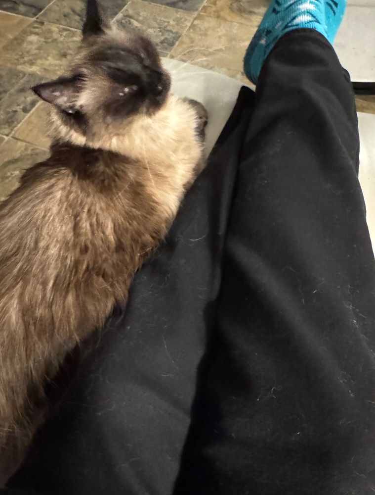 A slightly blurry photo showing a seal pointed long haired cat cuddling up with black pants that only have a little cat hair on them