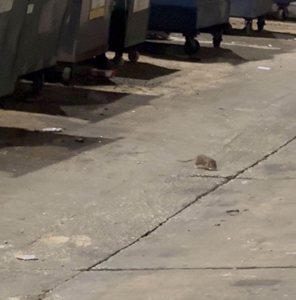 A blurry rat is running in an alley way with dumpsters visible in the background. 