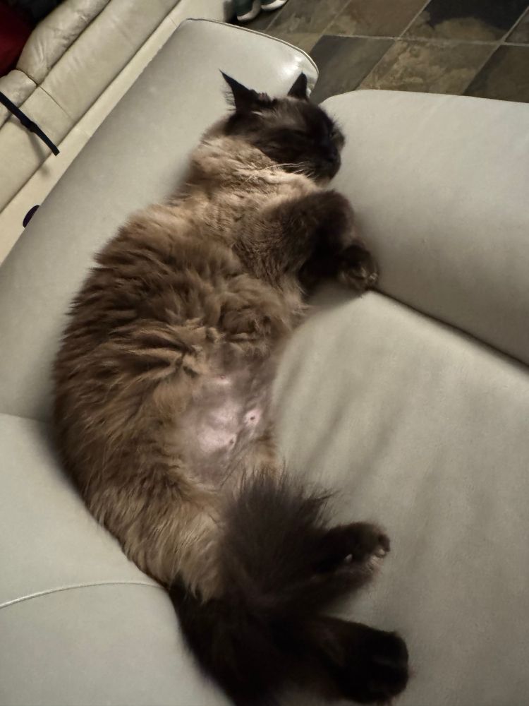 A seal pointed ragdoll is lying on a beige leather couch. Her tummy is exposed, and you can see that her primordial pouch has very sparse hair that exposes at least 3 nipples. 