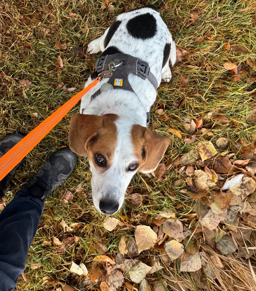 A beagle is sitting on grass surrounded by fall leaves. He is looking upward attentively. 