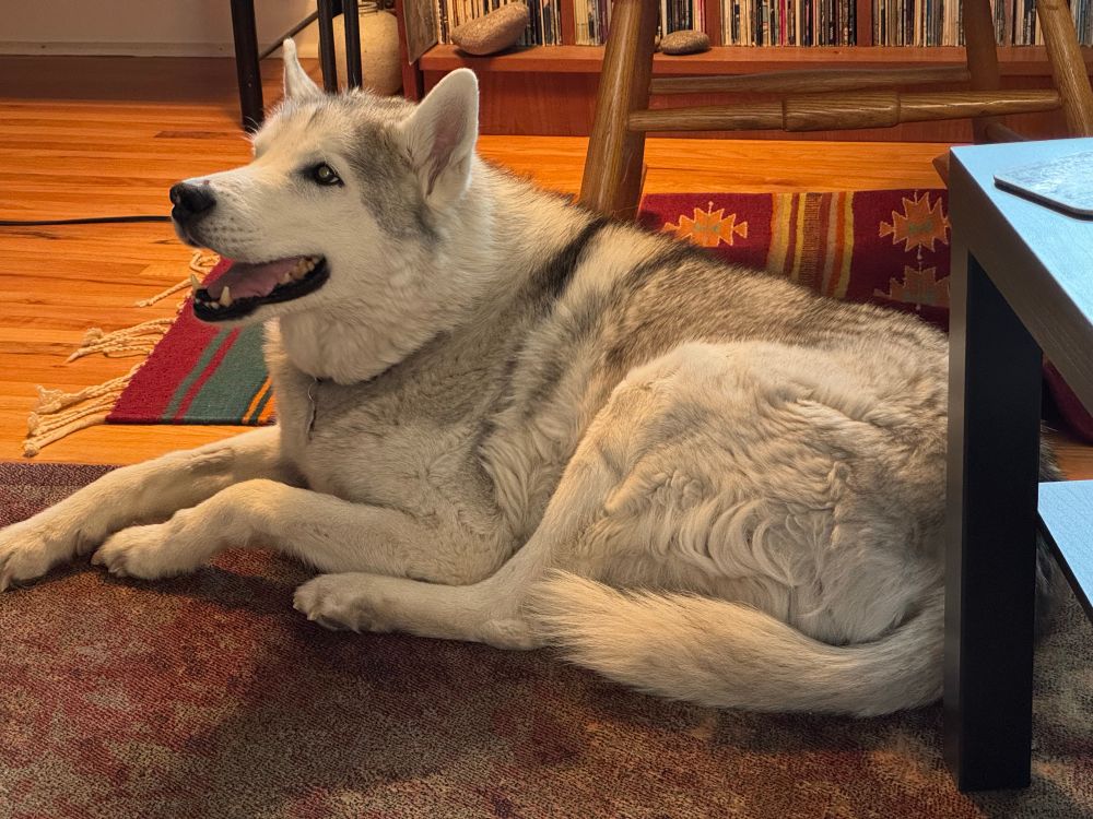 A white and grey husky is lying on a rug, with his mouth open in what looks like a smile