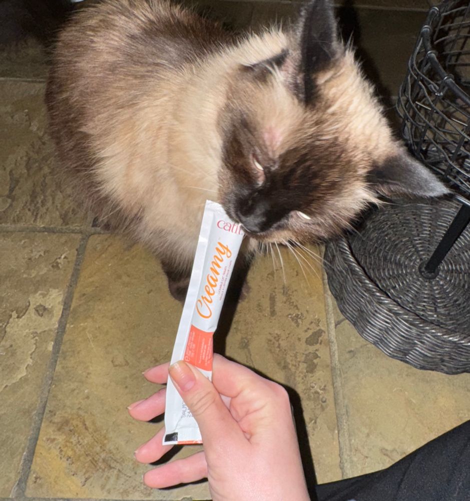 Molly, a seal pointed ragdoll cat, is eating a Creamy liquid cat treat. 