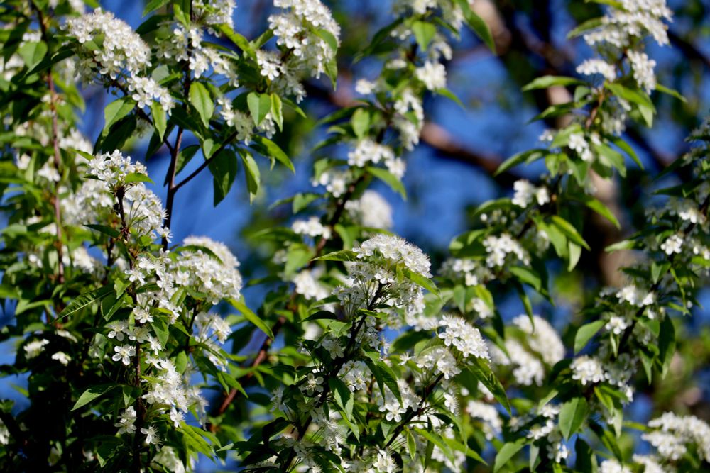 White small flowers with green leaves with blue sky and trees in the background. 