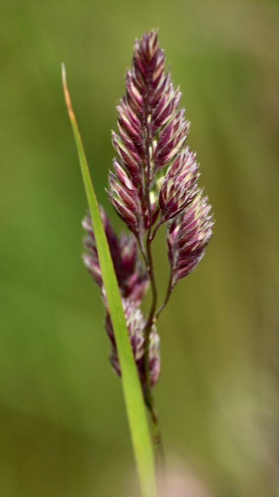 Pink seeds on green stemmed grass.

