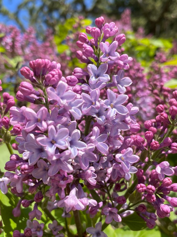 Lavender colored lilac bloom.