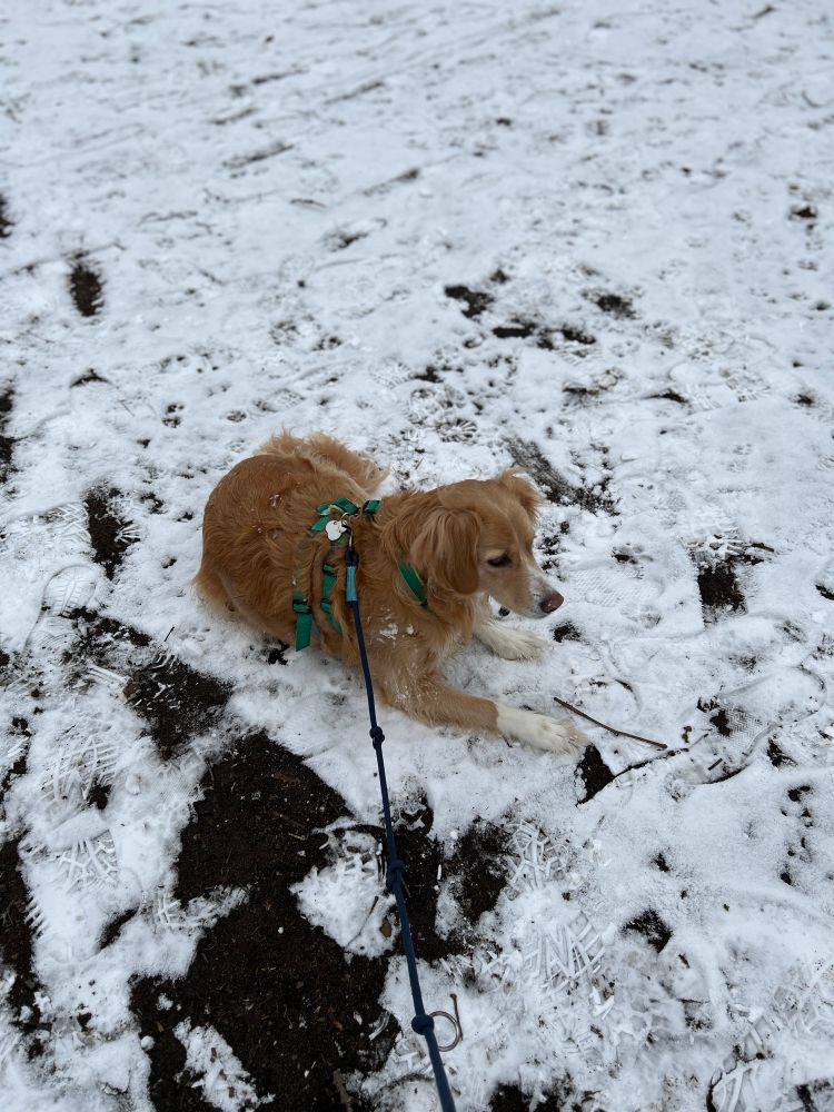 Golden Retriever liegt im Schnee 