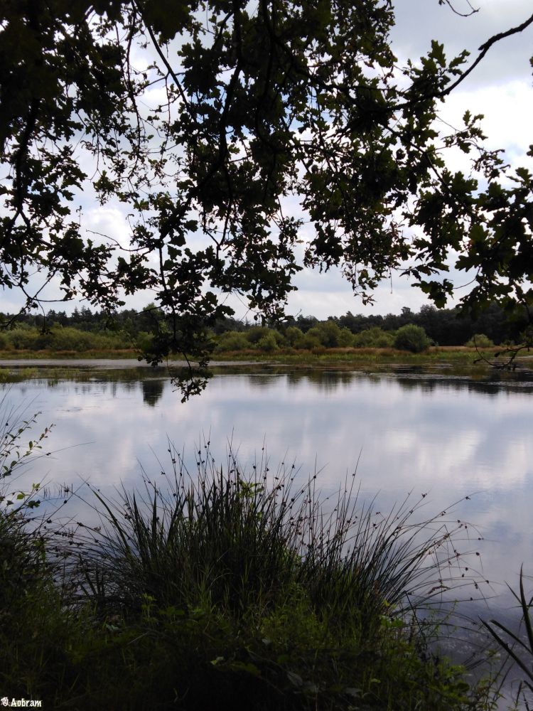 Foto van een doorkijk langs grassen en bebladerde boomtakken, die het zicht op de lucht vrijwel ontnemen, naar een waterplas waarin de bewolkte lucht wordt weerspiegeld.