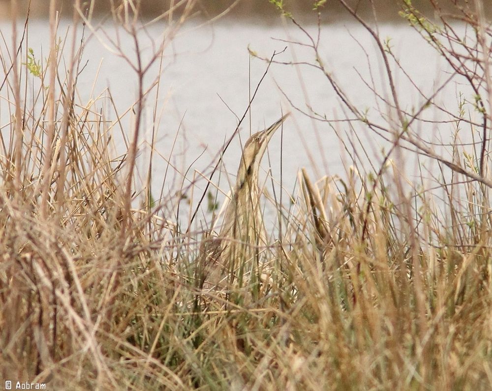 Foto van een Roerdomp in een rietkraag langs een meer.