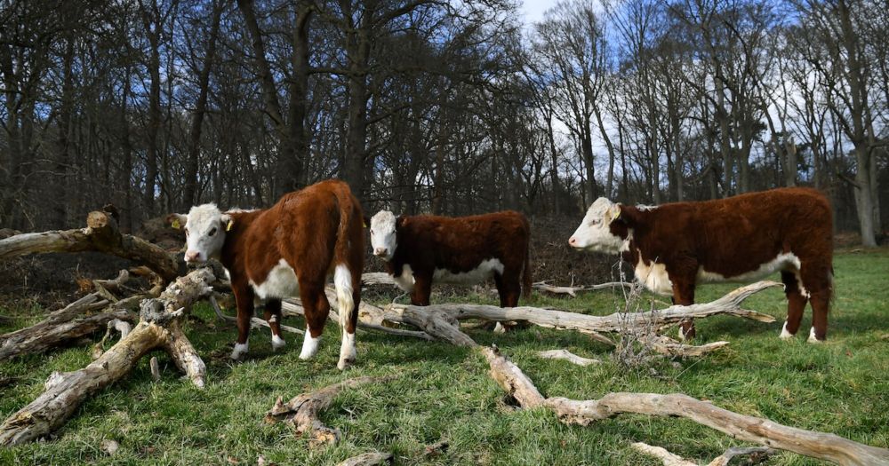 Onder druk van boeren sneuvelt de ene na de andere groene ambitie van de EU