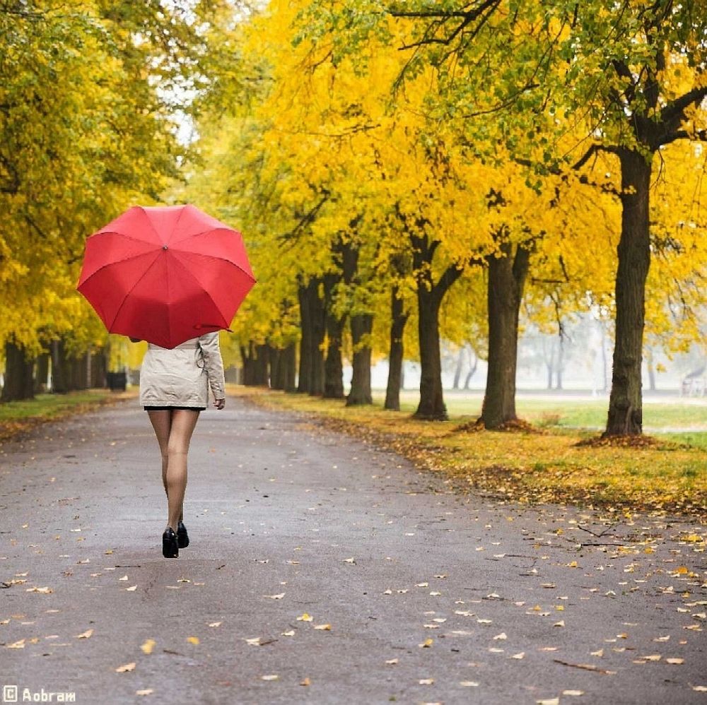 Photo of a woman, seen from her back, walking on a lane between trees with autumn foliage. She wears a short coat, mini skirt, stockings and pumps. She upholds an unfolded red umbrella behind her head and shoulders.