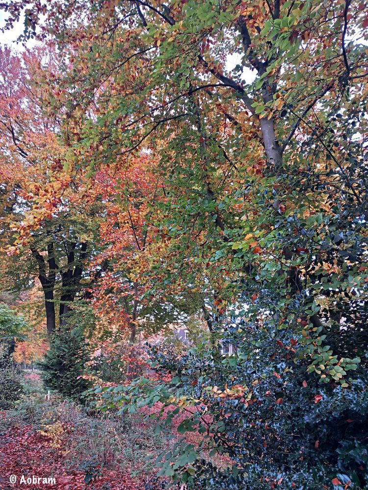 Foto van beukenbomen en struiken van een andere soort langs een pad vol met gevallen bladeren.