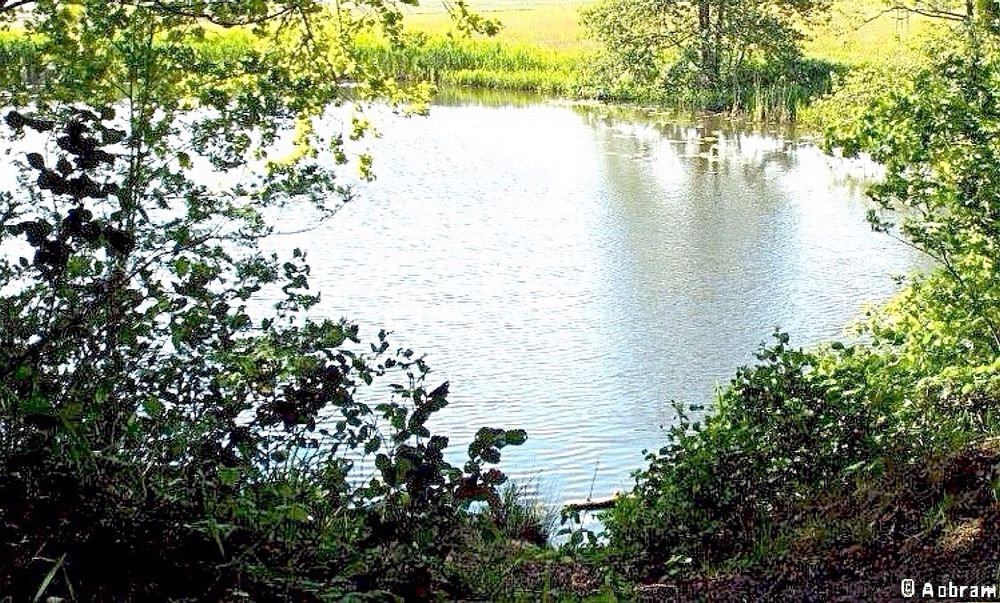 Dijkwiel aan de Rijnbanddijk toen nog verscholen tussen wilgen bomen en struiken was in de zomermaanden een stiekeme zwemplek voor mijn buurmeisje en mij. Alles uit want natte kleren zouden het anders ‘thuis’ verraden dat we ergens waren geweest waar we eigenlijk niet mochten komen.