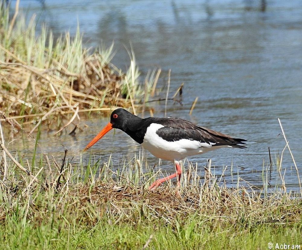Foto  van een vogel met lange snavel,bond verendek en lange poeten aan de waterkant.