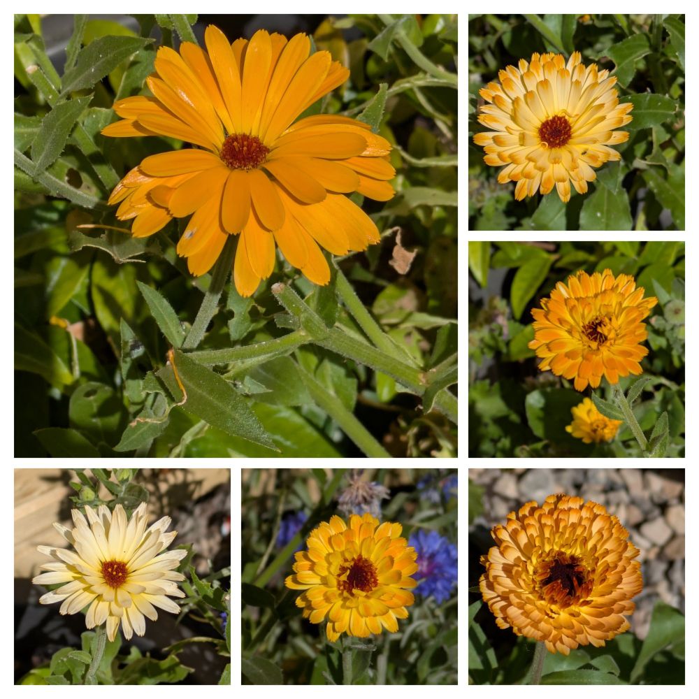 Six calendula flowers with different petal patterns in shades of orange, creams and yellows