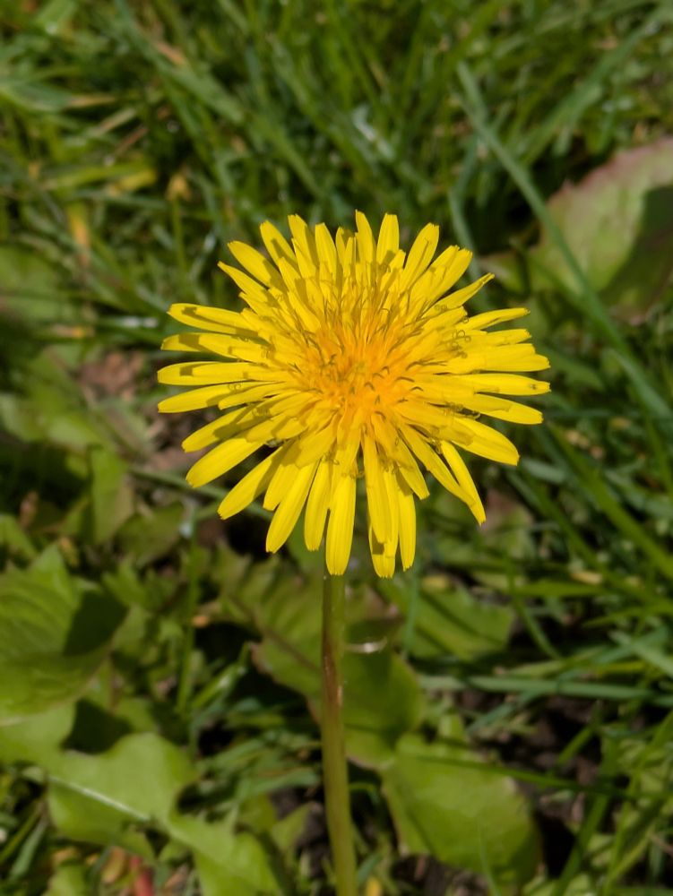 A yellow dandelion sunbathing 