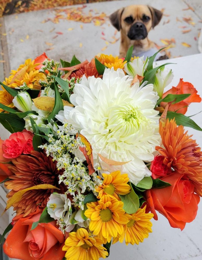 Puggle thanks giving 