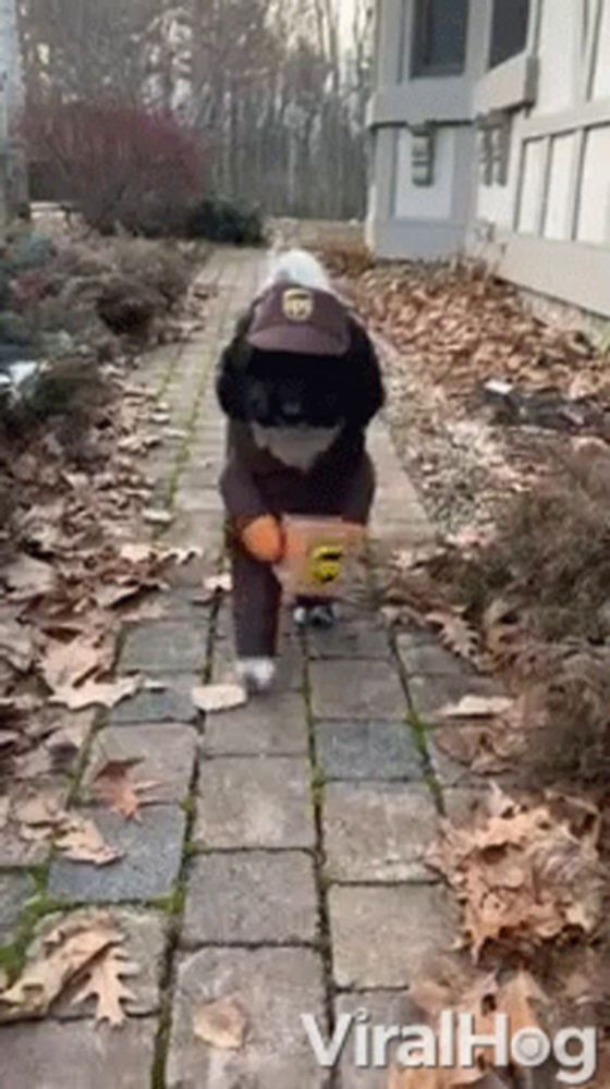 a dog dressed as a ups delivery man carrying a box