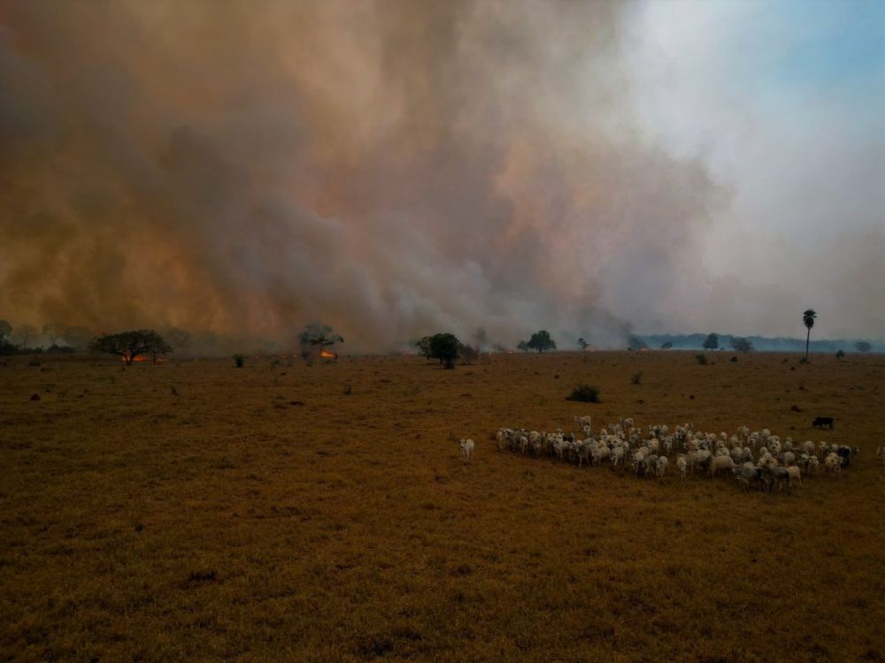 Em processo de demarcação, terra indígena ocupada por fazendas de gado arde em chamas no Pantanal | Cimi