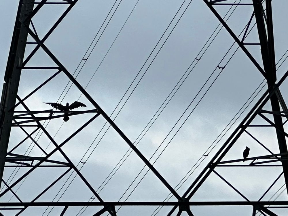 Two cormorants, one with wings spread, silhouetted against a grey sky, hanging out on a pylon.