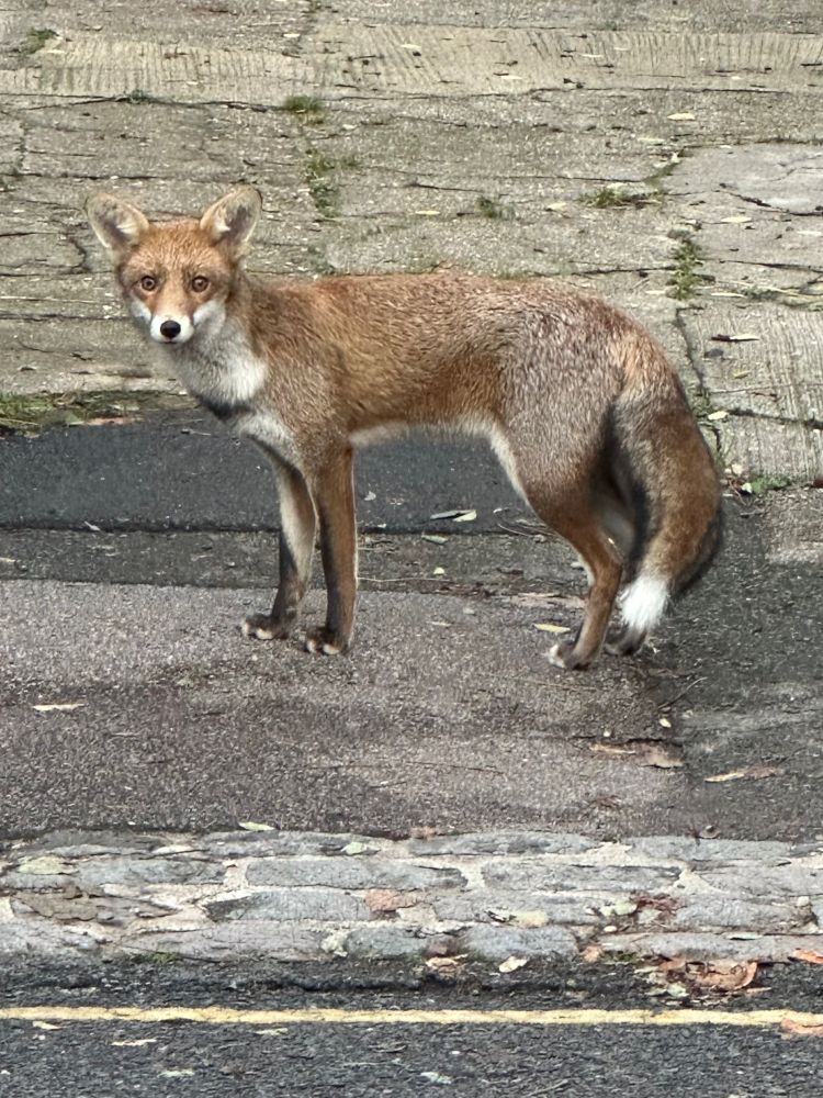 An urban fox, standing in front of a paved driveway in daylight, side-on but looking at the camera.