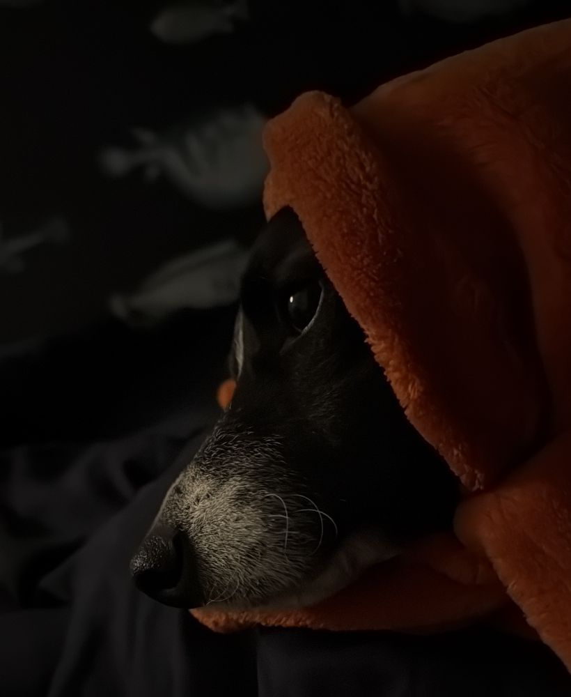 Black and white dog snout sticking out from under an orange blanket, in low light.