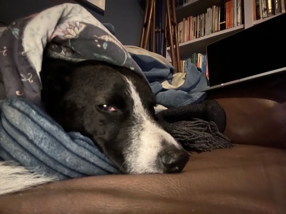 Very sad black and white dog swaddled in blankets.