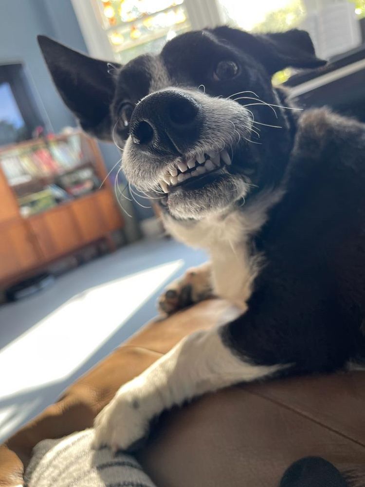 Black and white dog with his lip caught on his teeth looks into camera. He looks very silly.