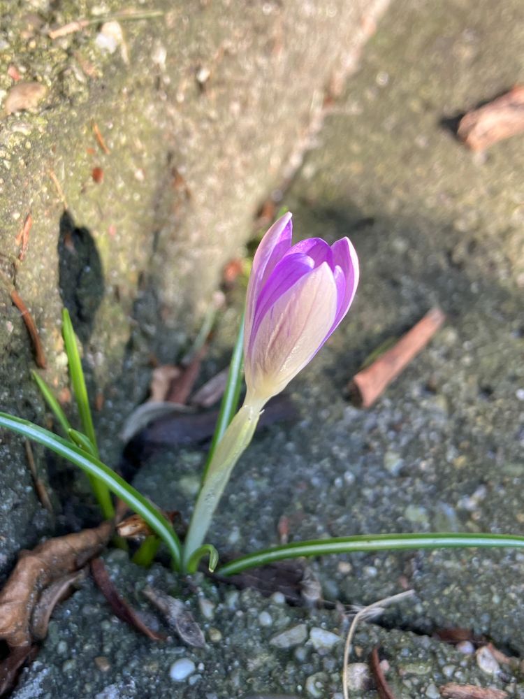 Een wilde crocus, wit van buiten en lichtpaars van binnen, heeft zich omhoog gewurmd tussen twee betonnen stoeptegels en staat op de foto te bloeien in een zonnestraal. 