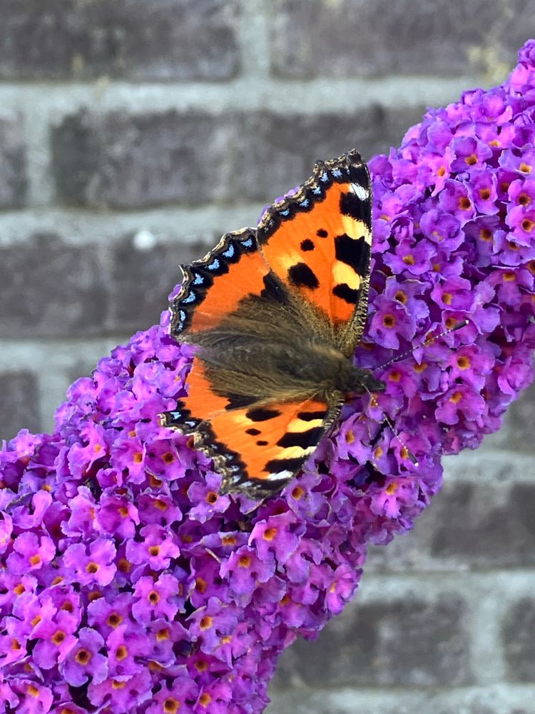 An orange and black butterfly on a purple Budeleia