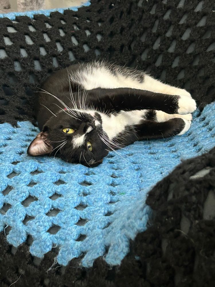 Tuxedo cat upside down on an afghan