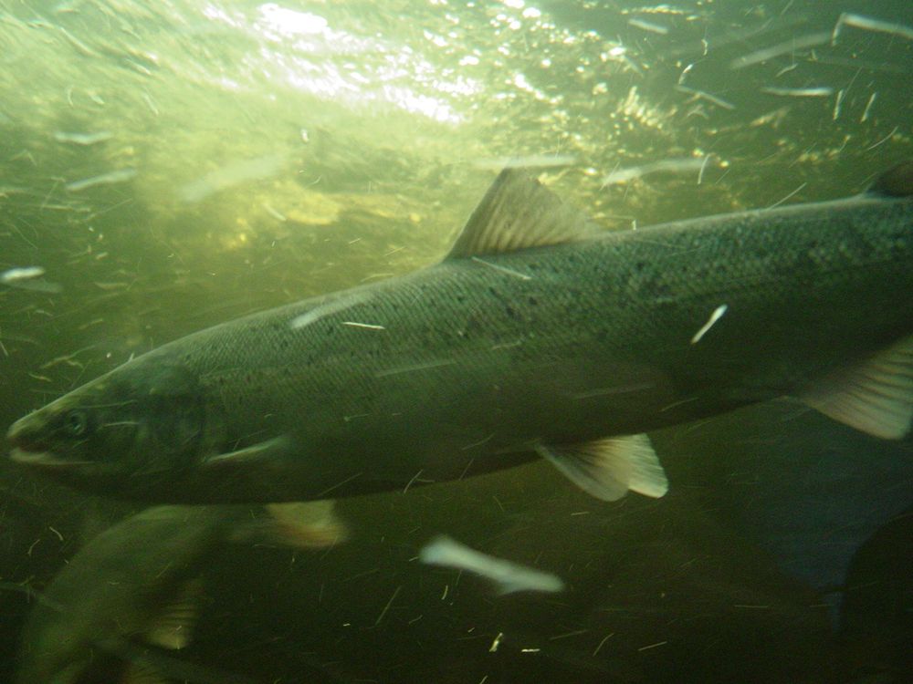 salmon in a vertical fish pass at a hydro electric plant on a Norwegian river