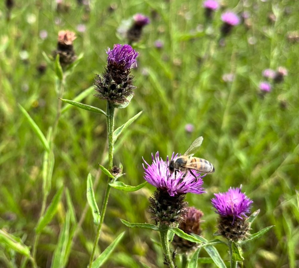 a hoverfly on a flower on a headland in an agricultural landscape in Hertfordshire, UK