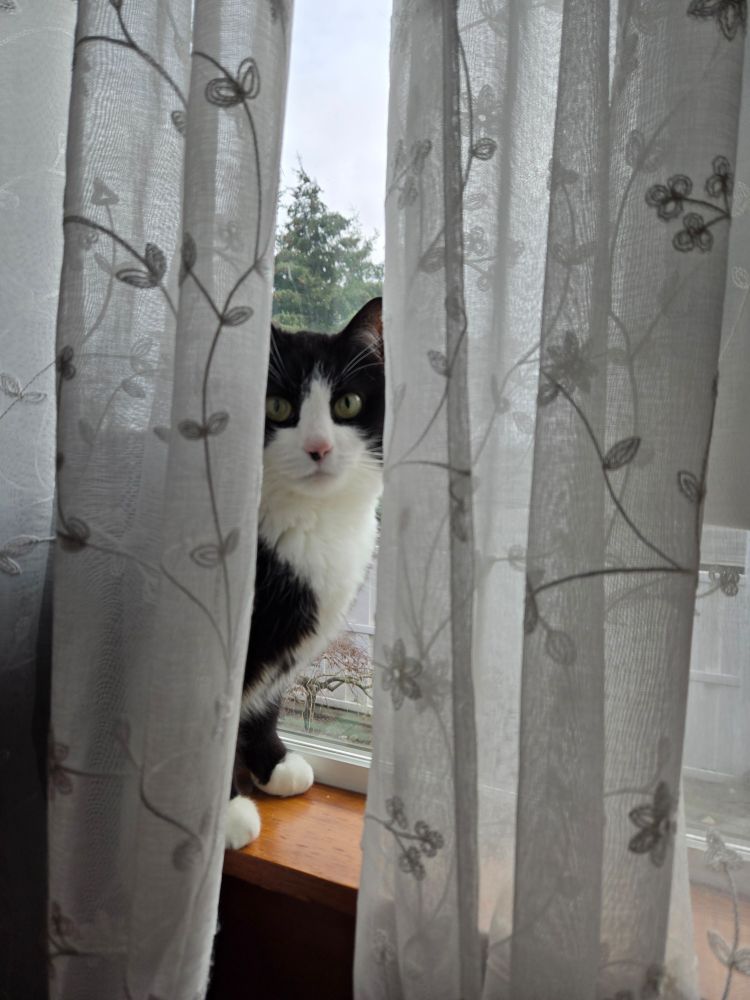 Pickles the tuxedo cat