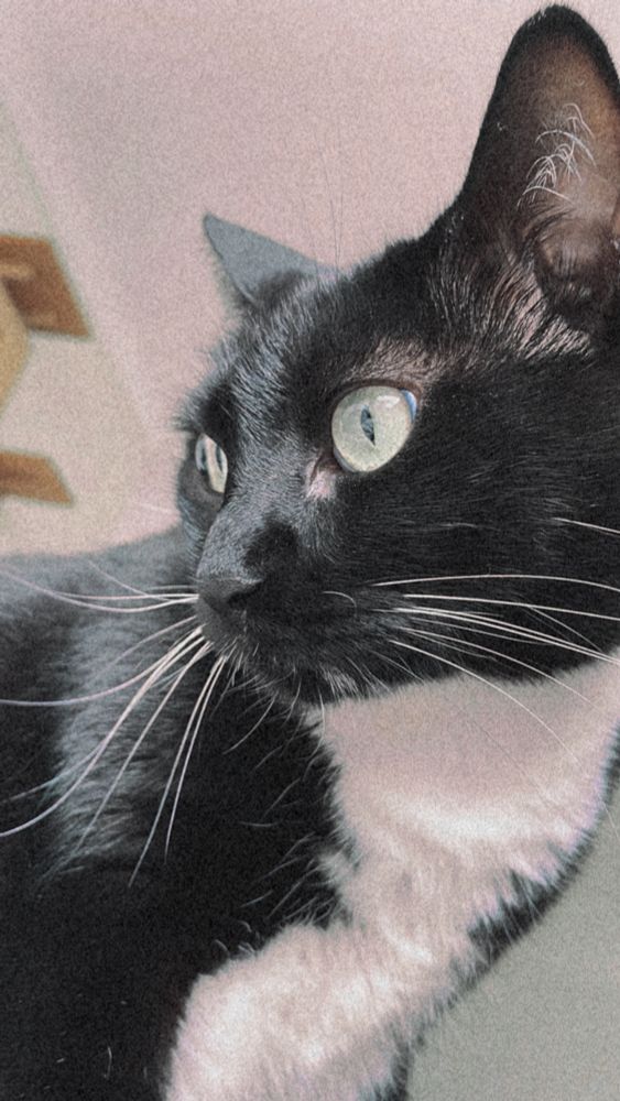 gatinho chamado kiwi