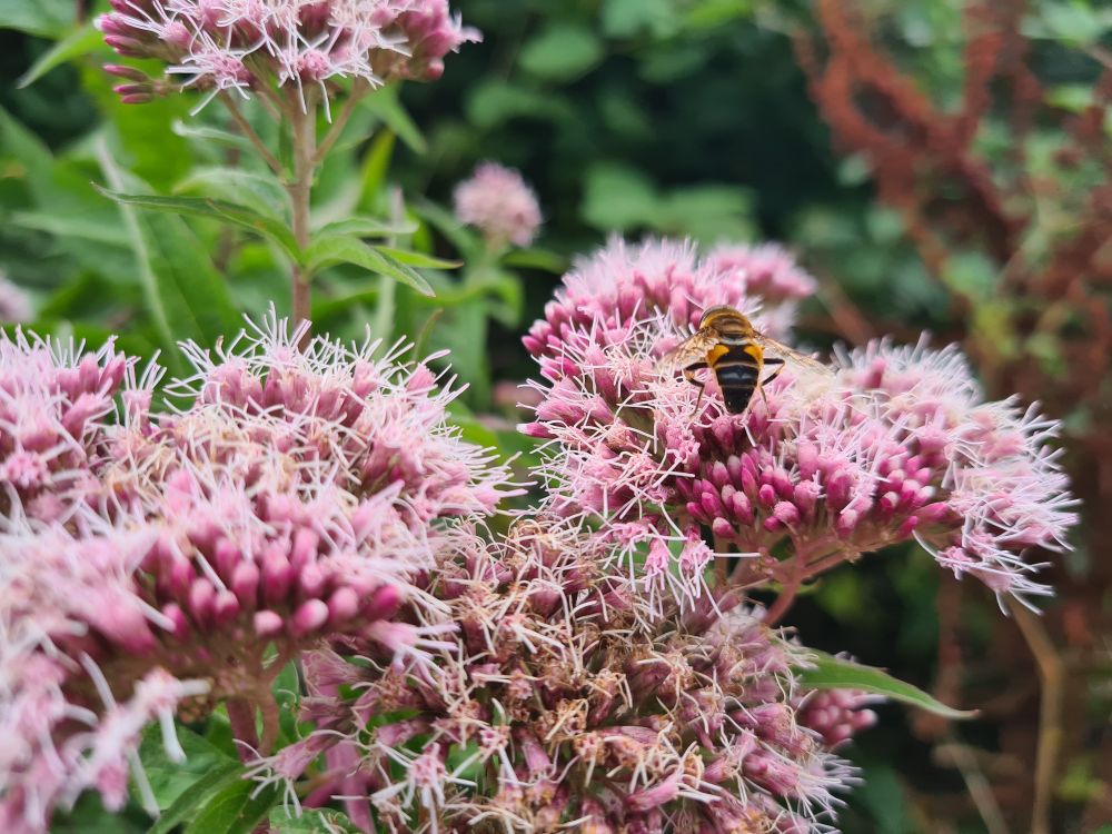 Pink wild flowers with a bee collecting nectar. 