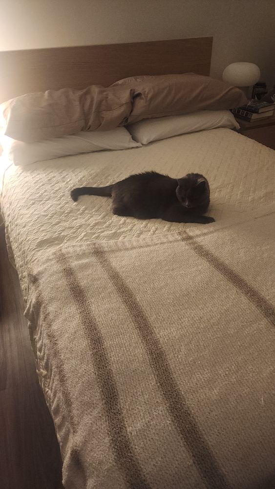 Gray cat on a bed