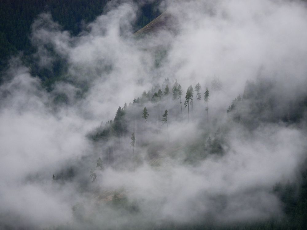 Foto einer Baumgruppe in weiter Ferne, die Bäume sind sehr klein und in dichten weißen Nebel gehüllt, fast nur die obersten Baumwipfel stehen aus dem dicken Nebel heraus. Rundherum sind weitere Bäume und dichte Wälder kaum erkennbar im Nebel.