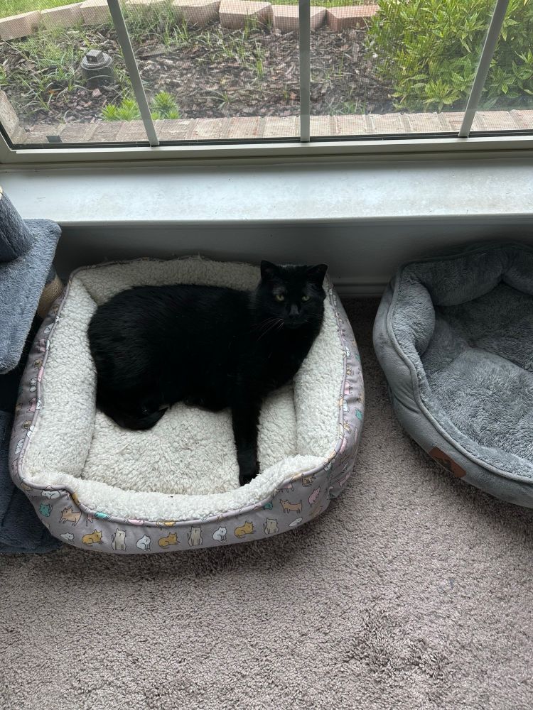 Black cat curled up in cat bed