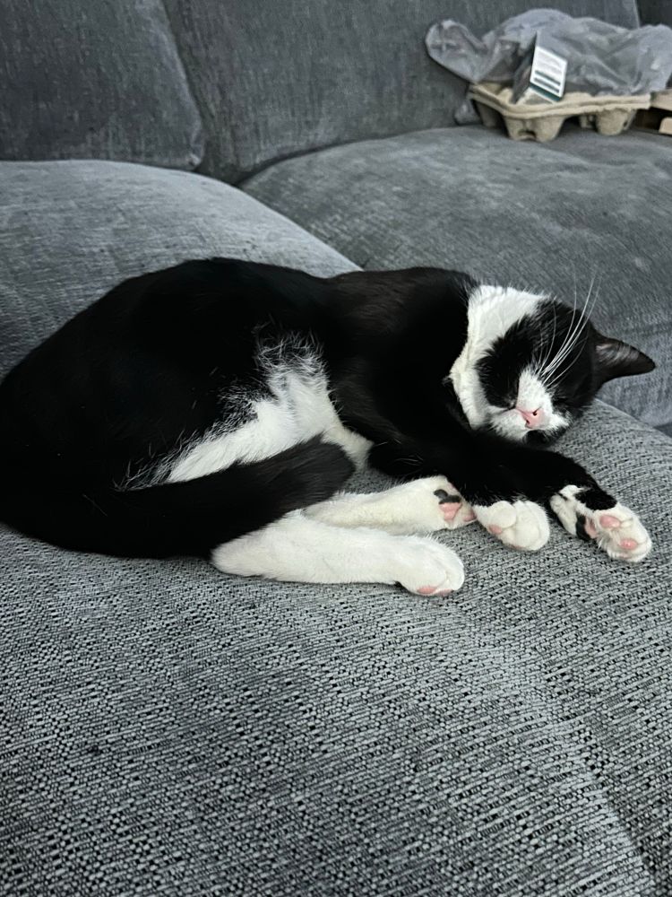Tuxedo cat sound sleep on couch, head curled and tilted with paws stretched out