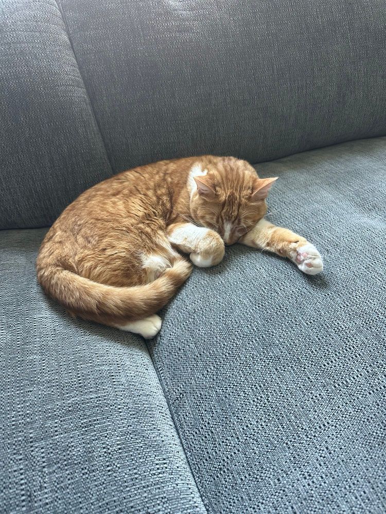 Orange tabby sleeping on couch, paw sticking out
