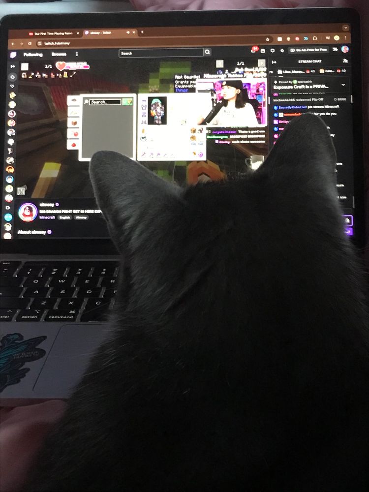 Grey cat laying down facing a computer, watching the Aimsey stream 