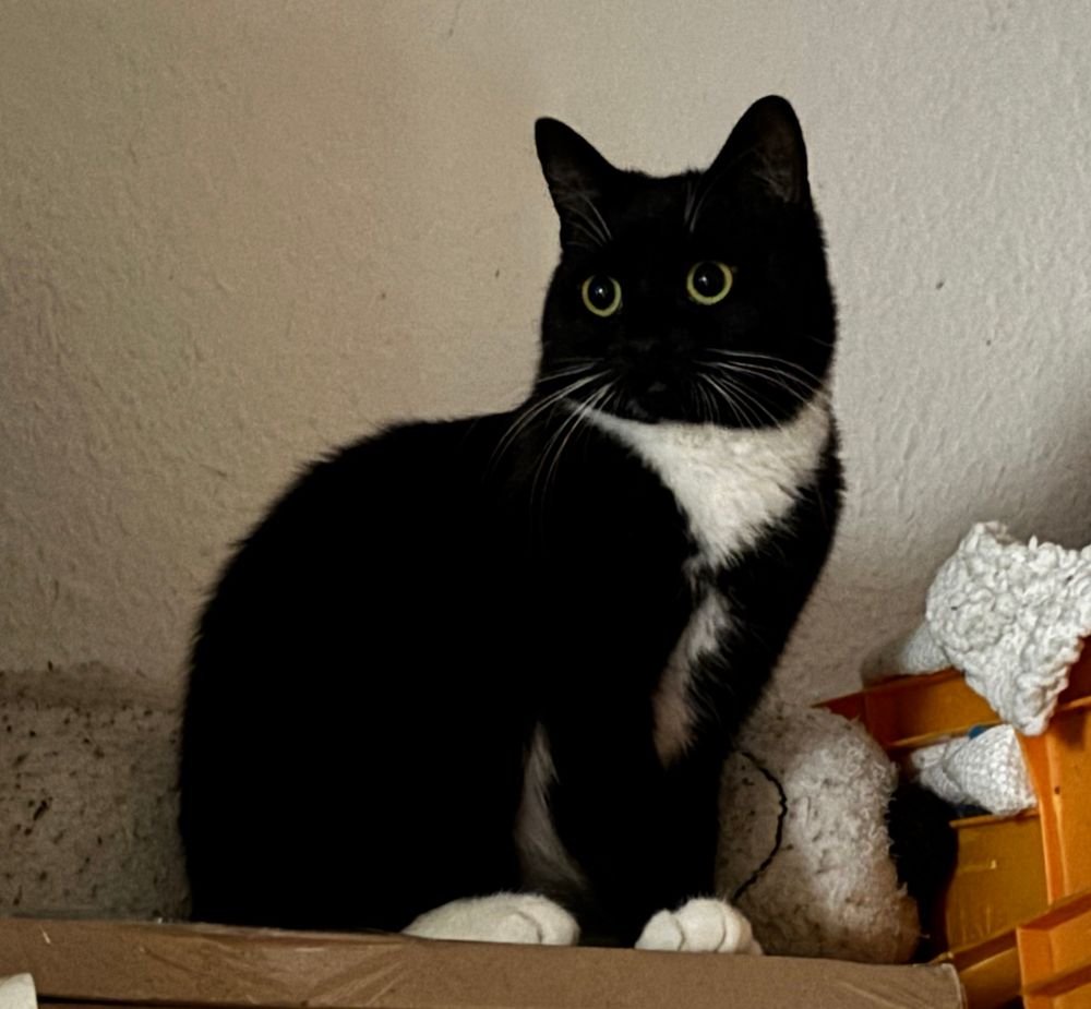 Eine schwarz-weiße Katze sitzt neben einer Kiste mit Lappen auf einem Karton, hinter sich ein altes Snoopy-Plüschtier. 