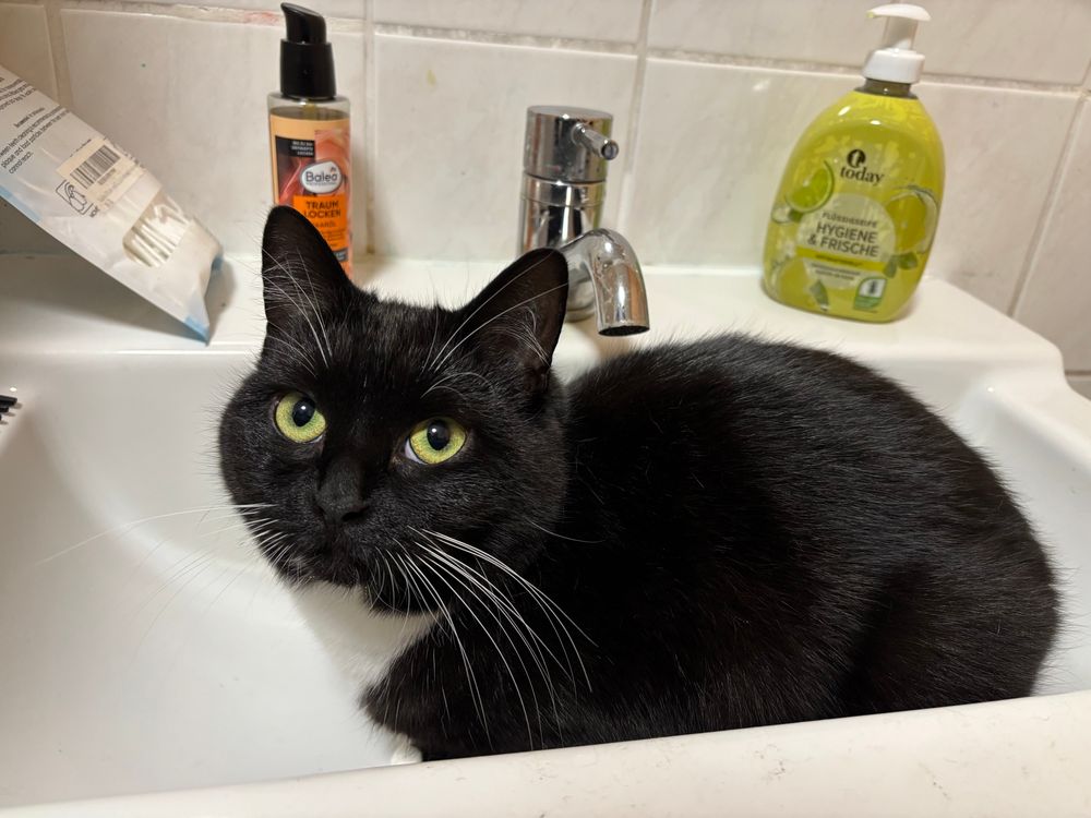 Eine schwarz-weiße Katze mit grünen Augen und weißen Schnurrhaaren sitzt in einem eckigen Waschbecken, auf dessen Rand ein paar Körperpflegeartikel stehen und guckt in Richtung Kamera. 