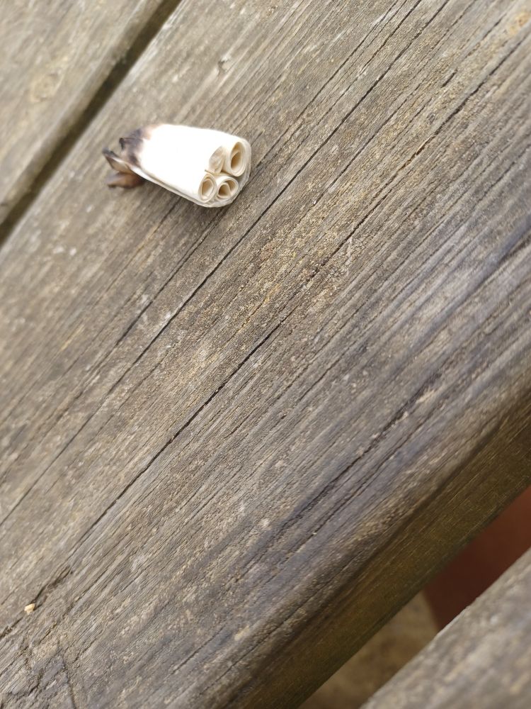 Mégot de oinj avec 4 toncs.