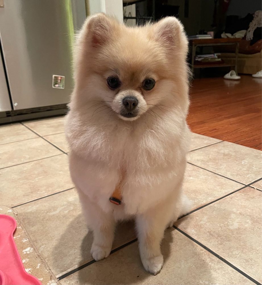 Peanut, a Pomeranian, with a new haircut.