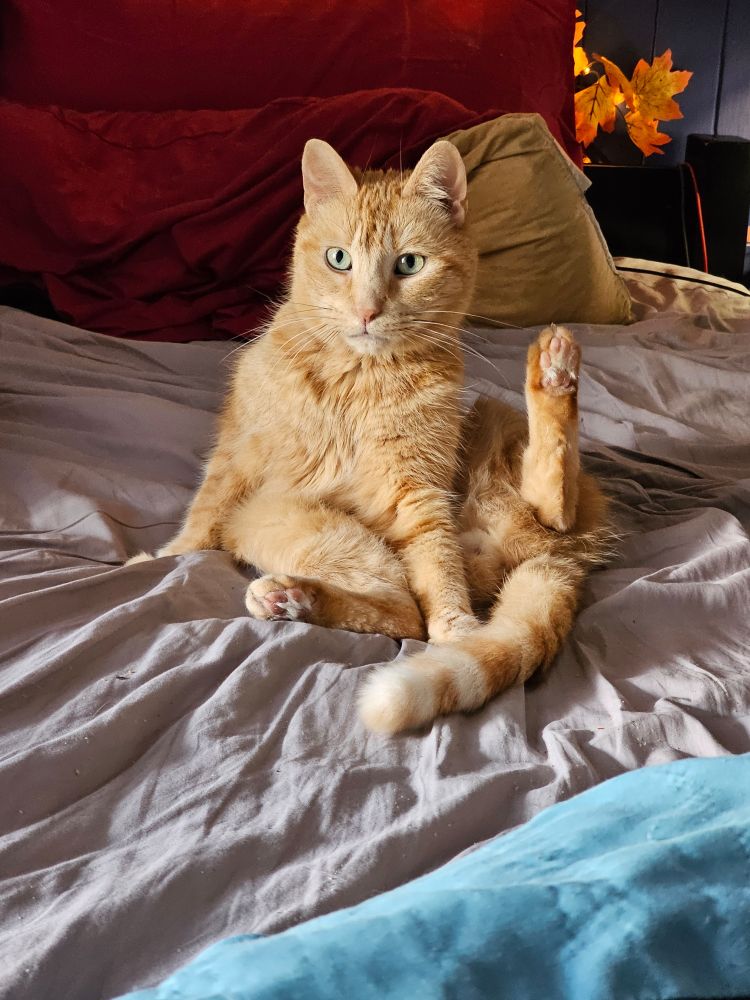 A ginger cat looking at the person taking the photograph, as he sits with one back leg raised. 